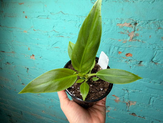 Philodendron Subhastatum 4”