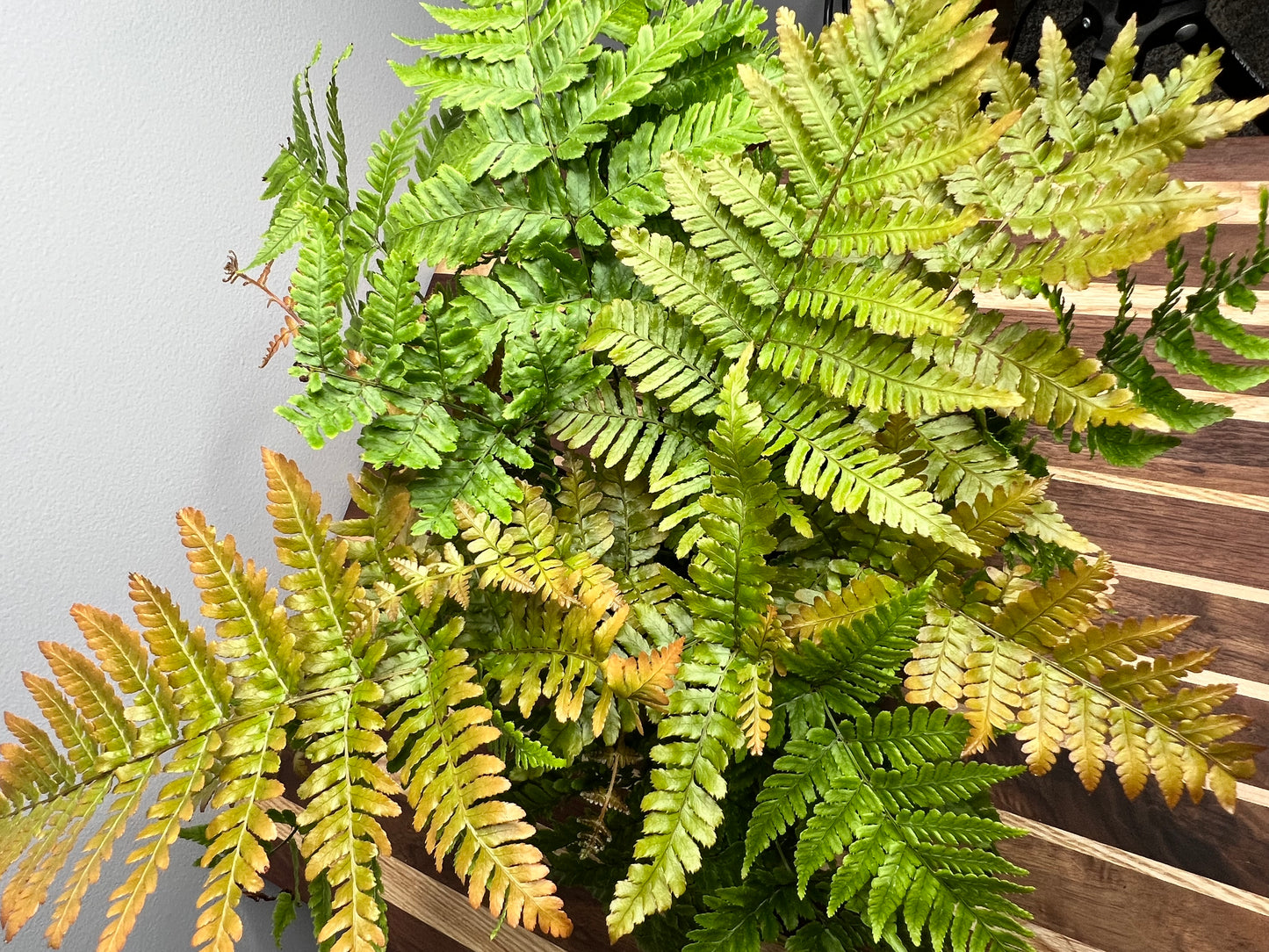 Autumn fern 6”