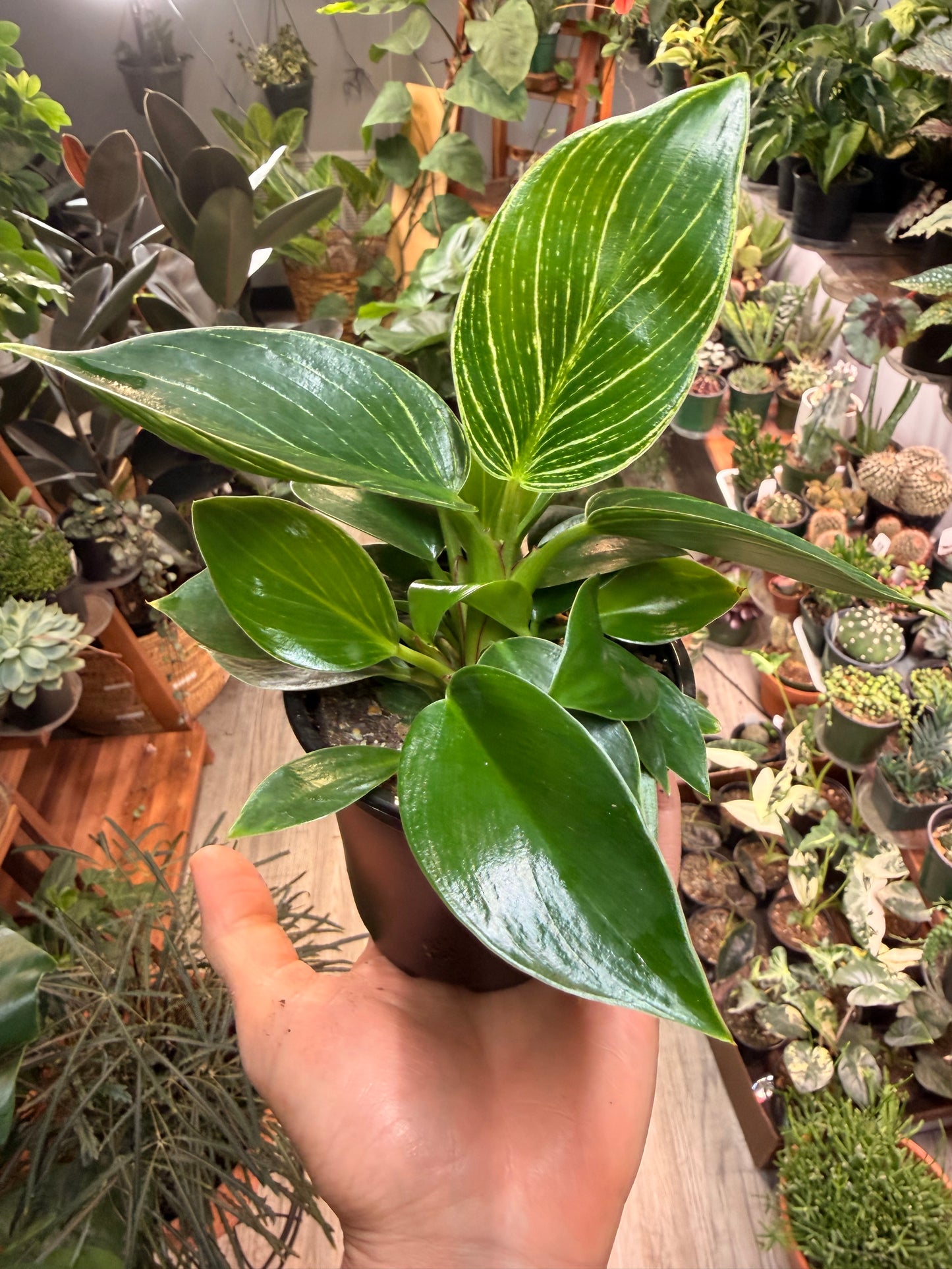Philodendron Birkin 4”