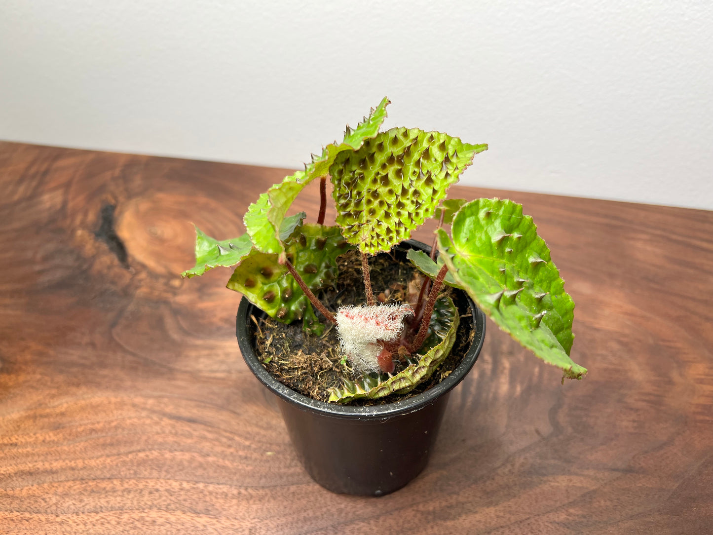 Begonia Ferox