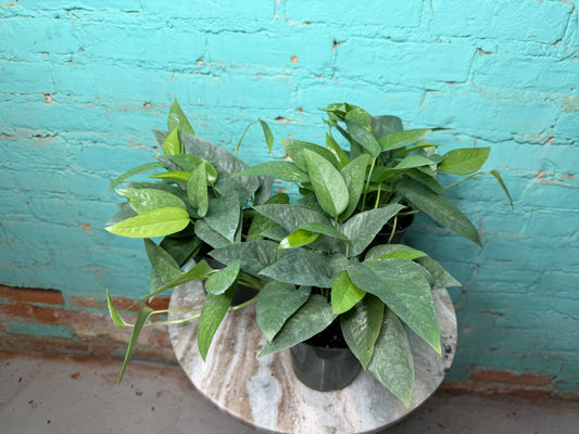 Cebu Blue Pothos 4”