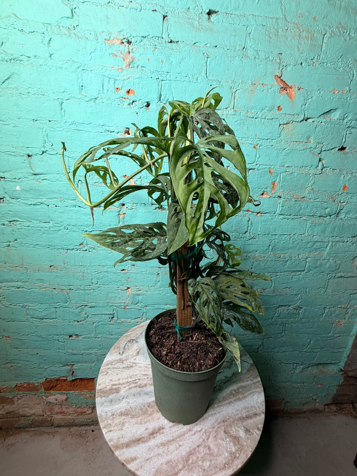 Monstera Swiss Cheese Totem 6”