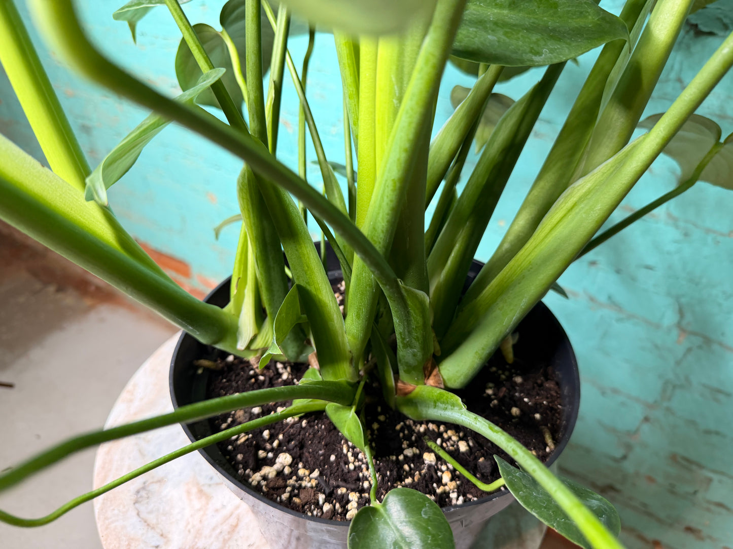 Monstera Deliciosa 8”