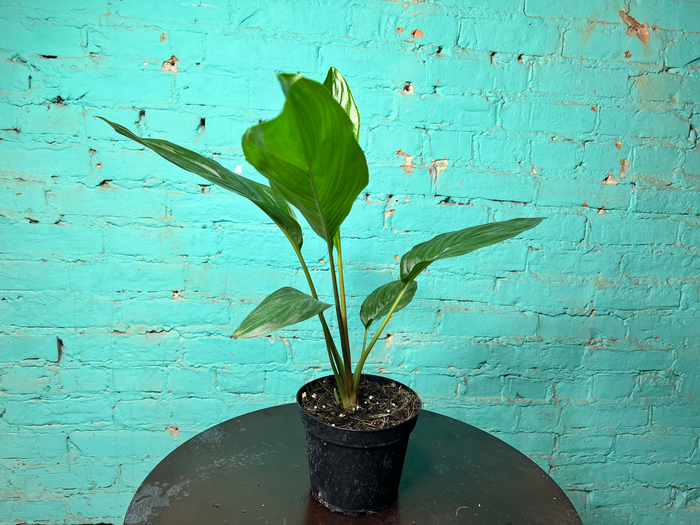 Tacca Chantrieri (Bat Plant) 6”