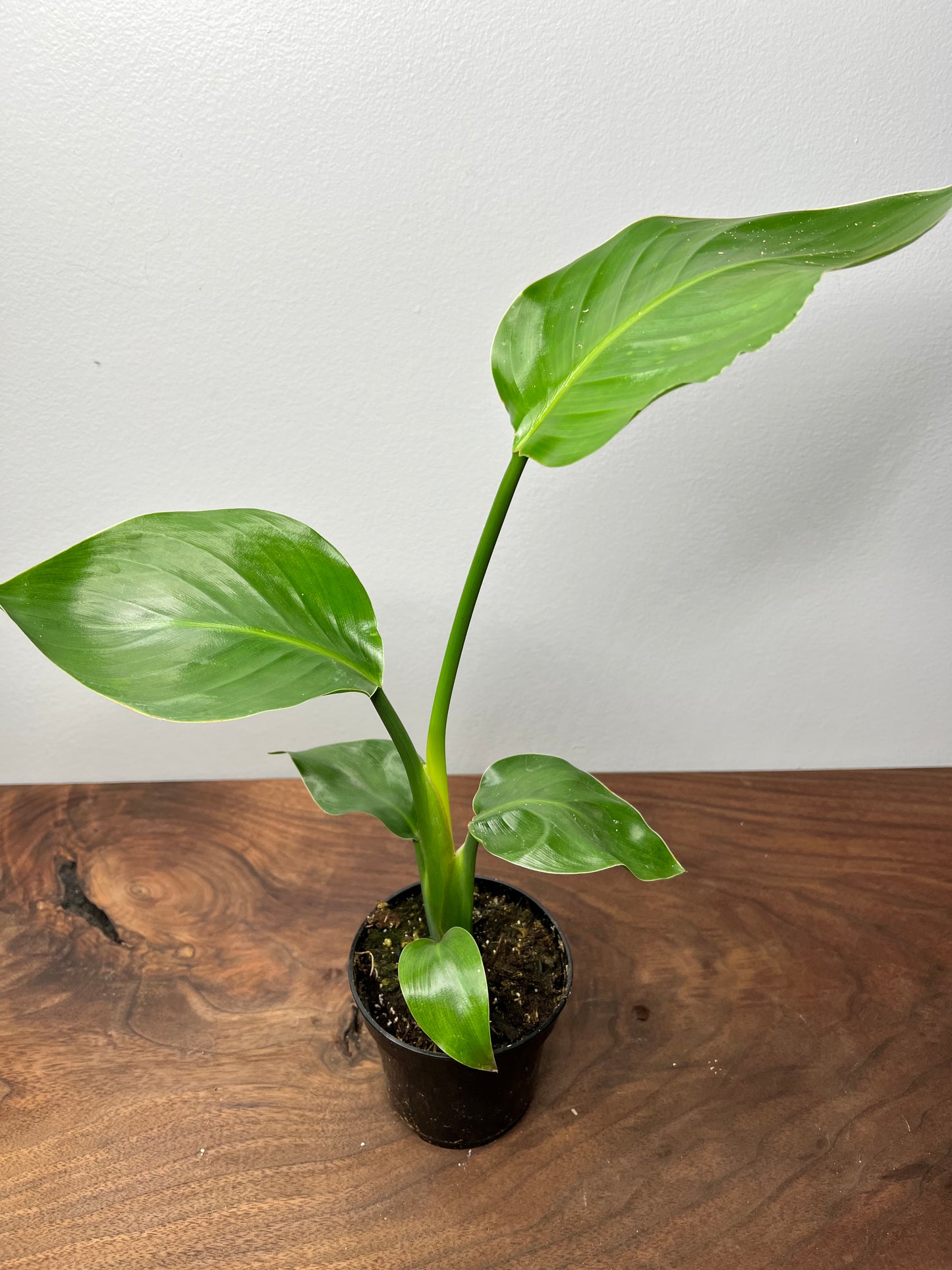 Bird of Paradise White  4”