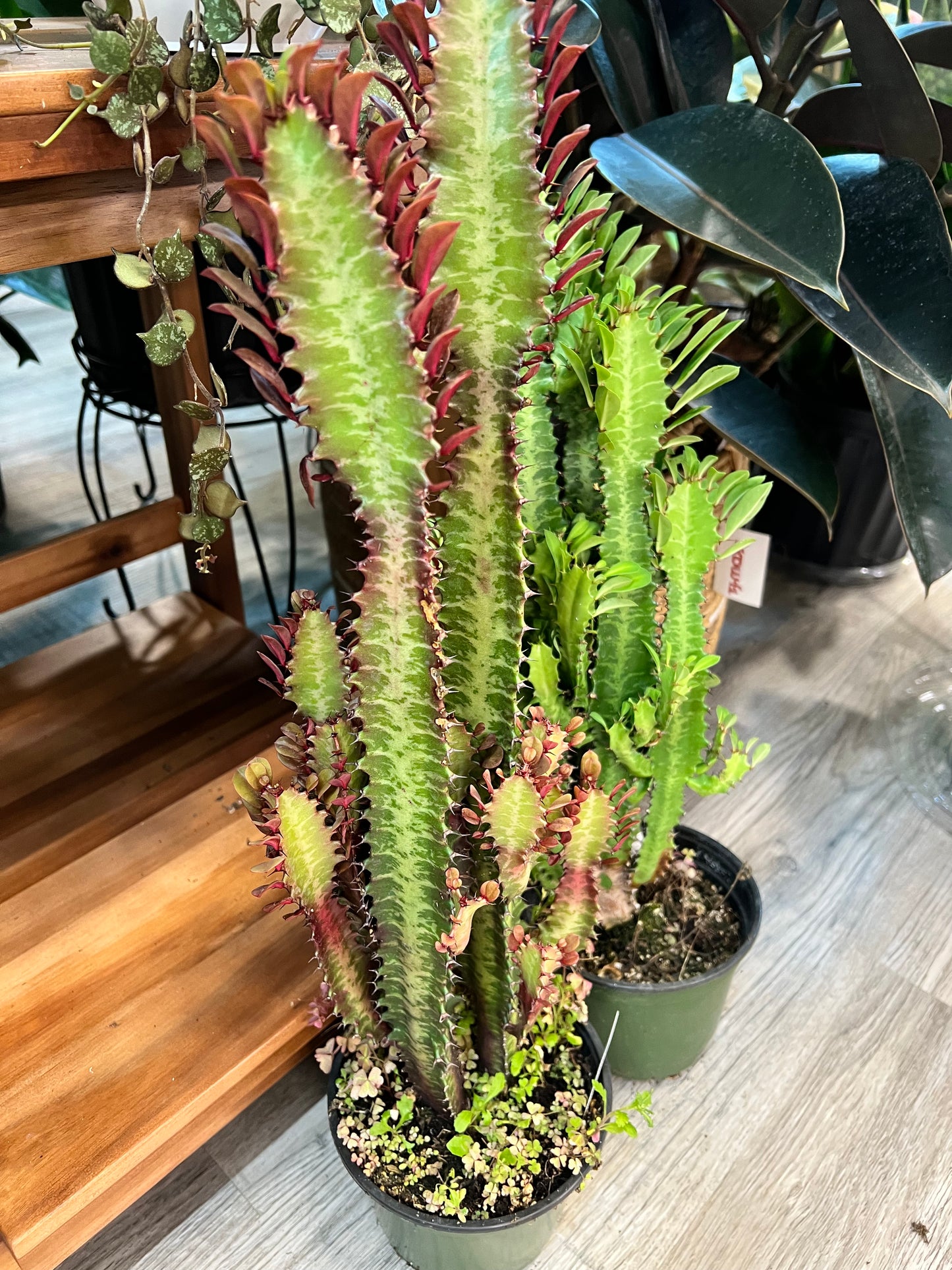 Euphorbia Trigonia Red 6”