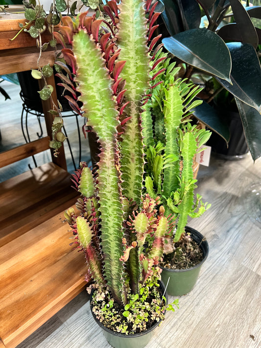 Euphorbia Trigonia Red 6”
