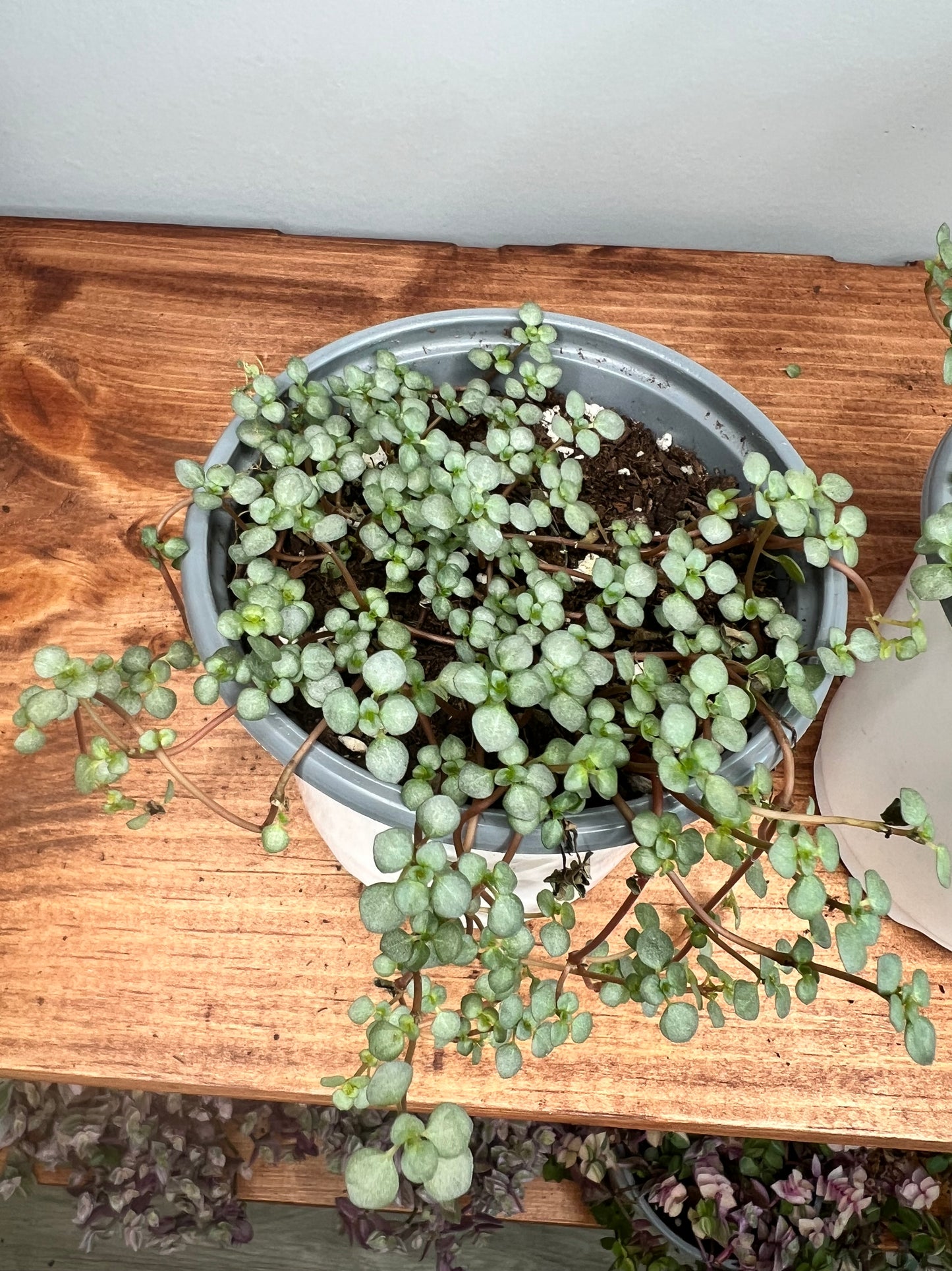 Pilea Glauca- Sliver Sparkle 4" (Mystifall)