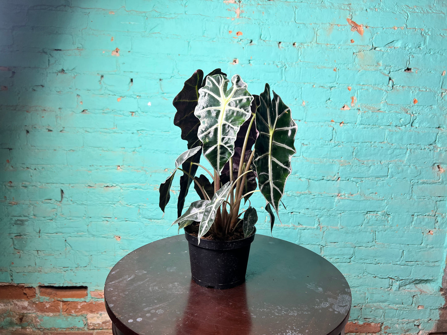 Alocasia Polly 6”