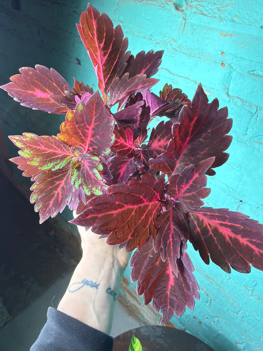 Coleus “Royalty” 4”