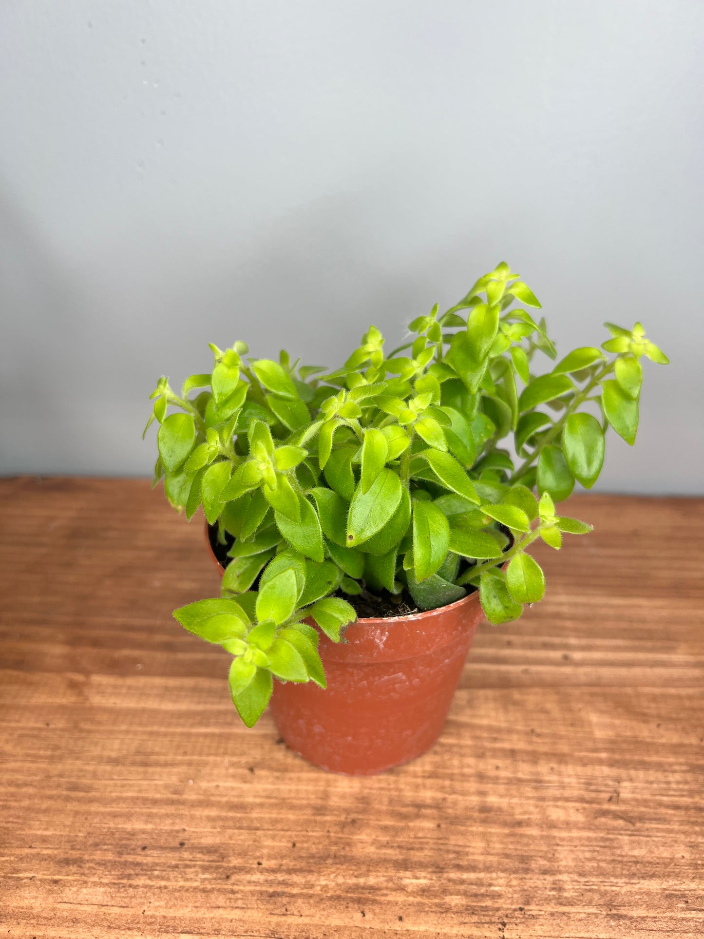 Lipstick plant-curly