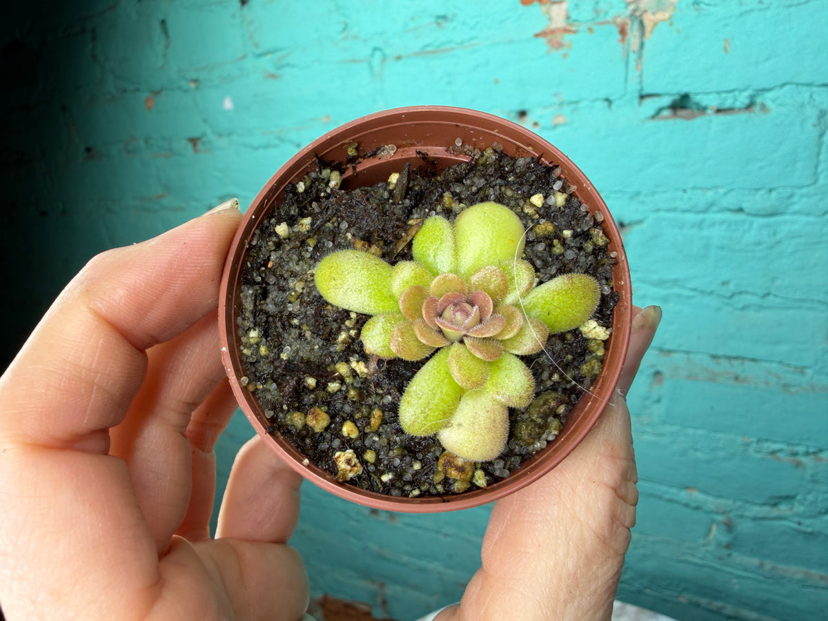Pinguicula 6 Pack