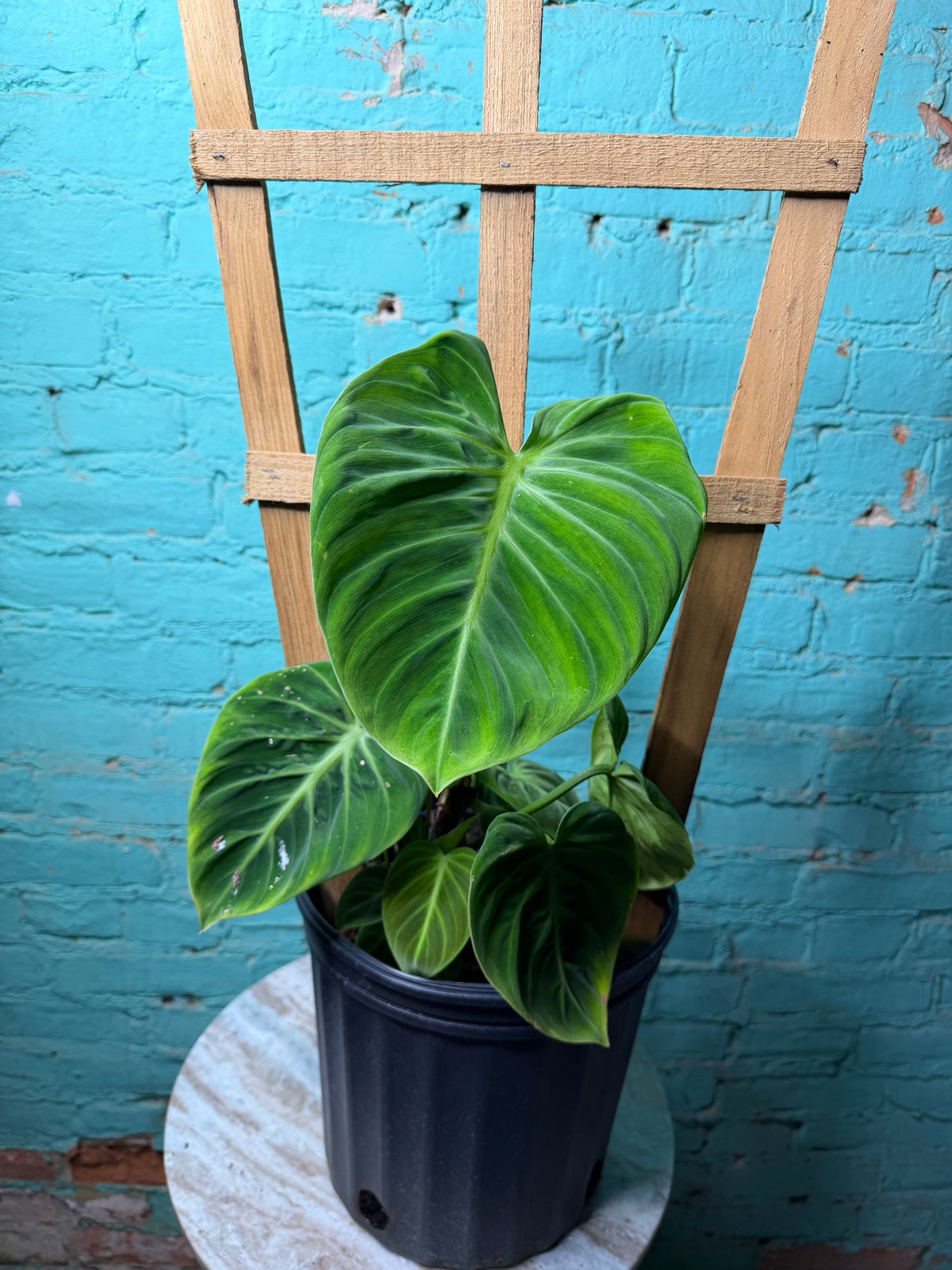 Philodendron El Choco Red 8”