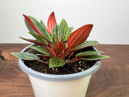 Peperomia Rosso