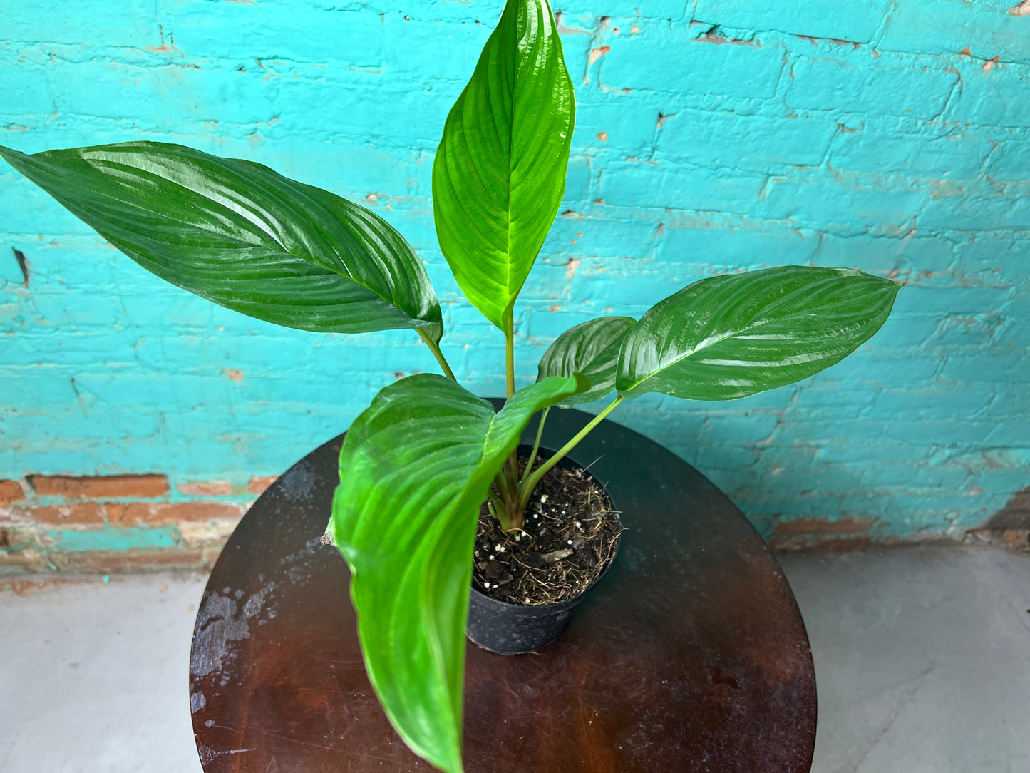 Tacca Chantrieri (Bat Plant) 6”