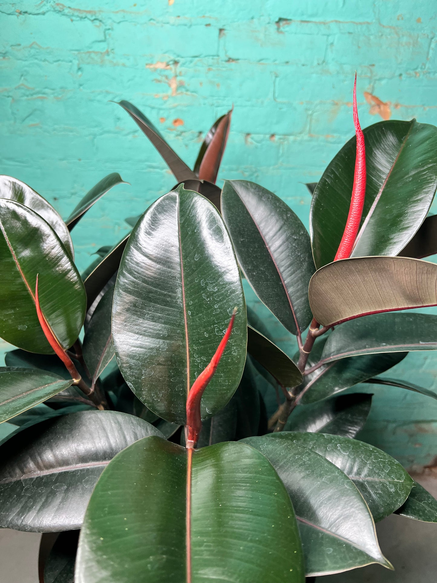 Rubber Tree-Burgundy 10”