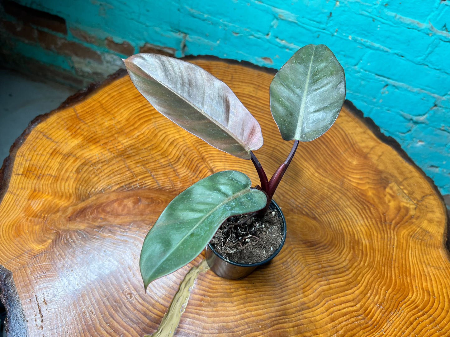 Philodendron Red Congo 4”