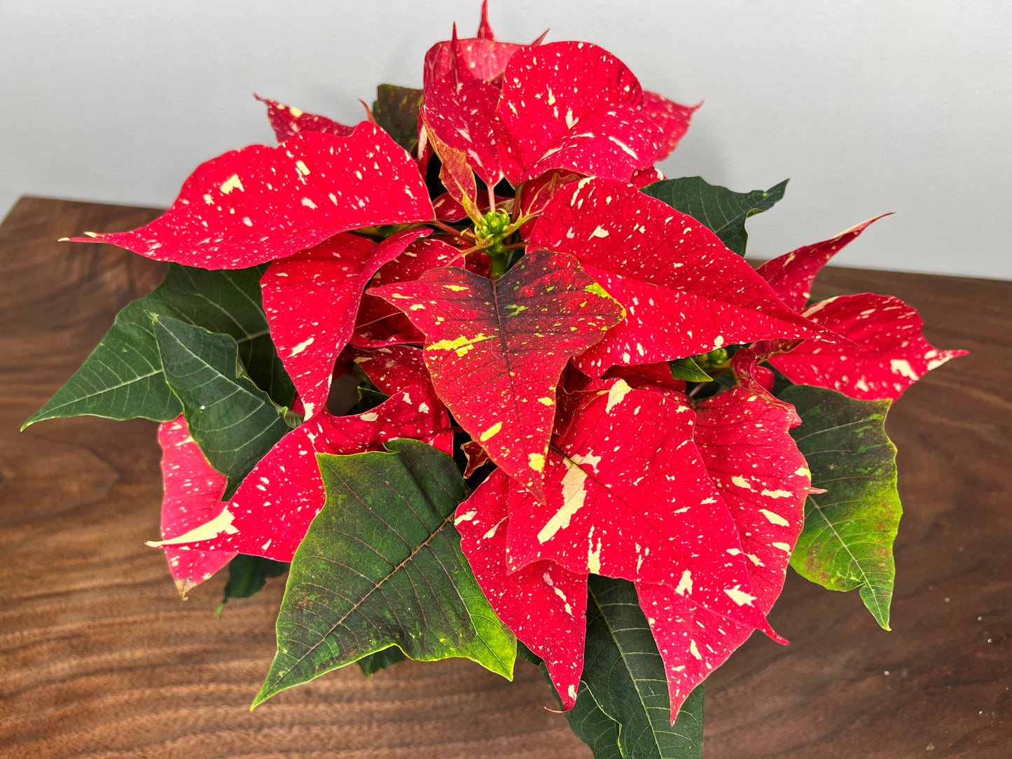 Poinsettia 4”Speckled