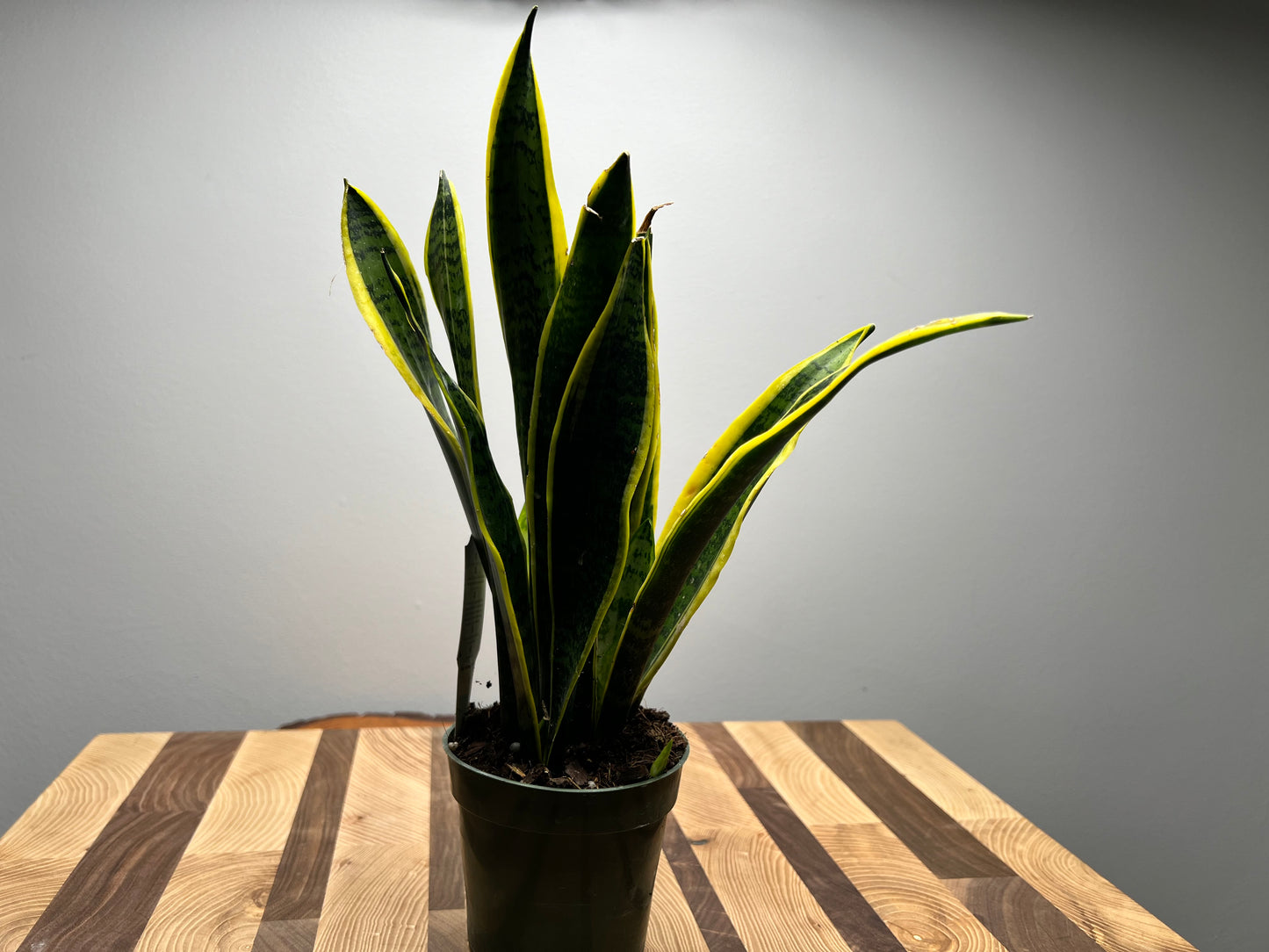 Snake Plant-Black Gold 4”