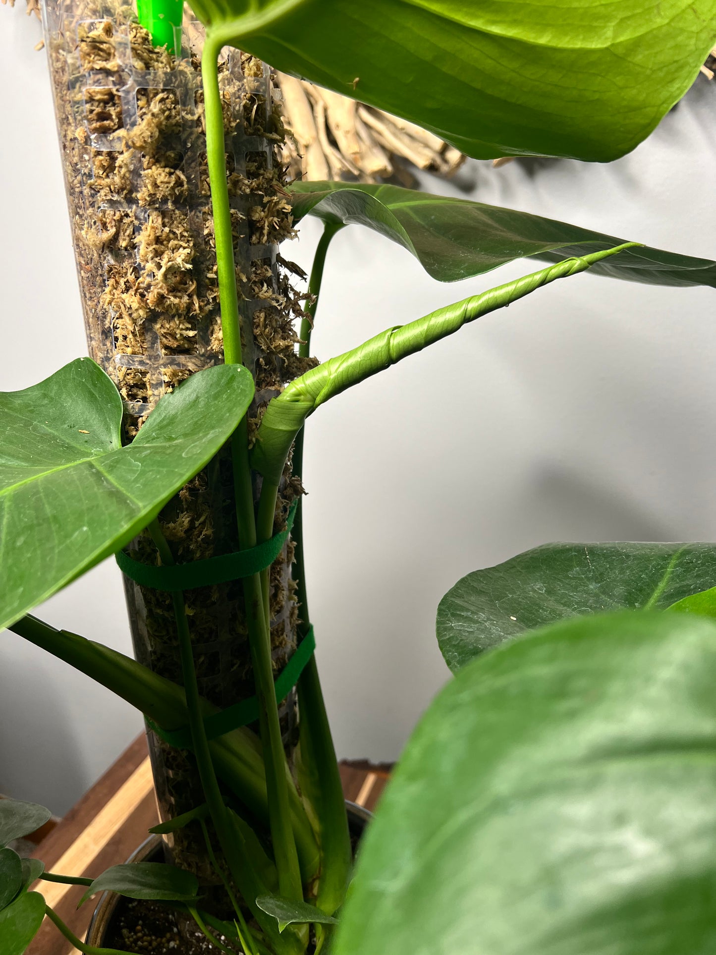 Repot Monstera with a Moss pole