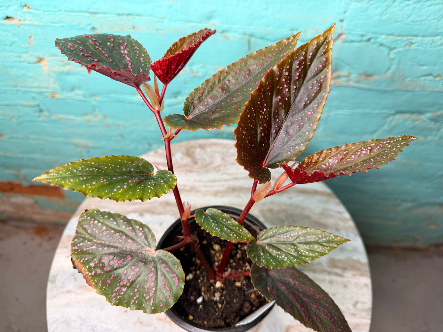 Begonia Maculata Pink (Polka Dot)