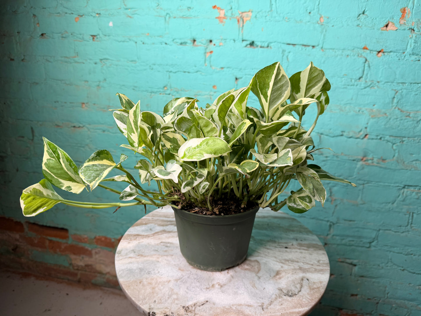 Pothos Pearls & Jade 6”