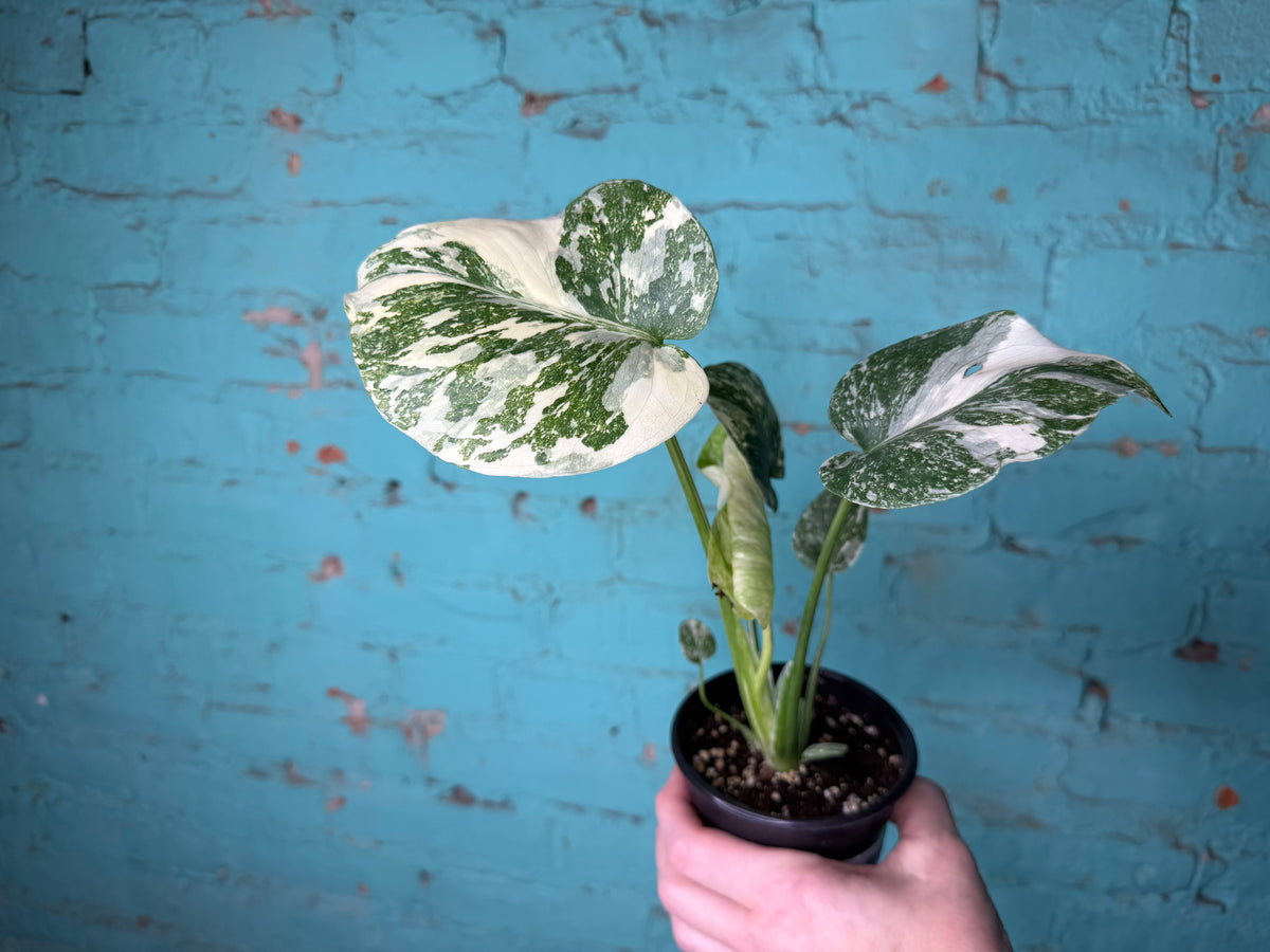 Monstera Crème Brûlée 4”