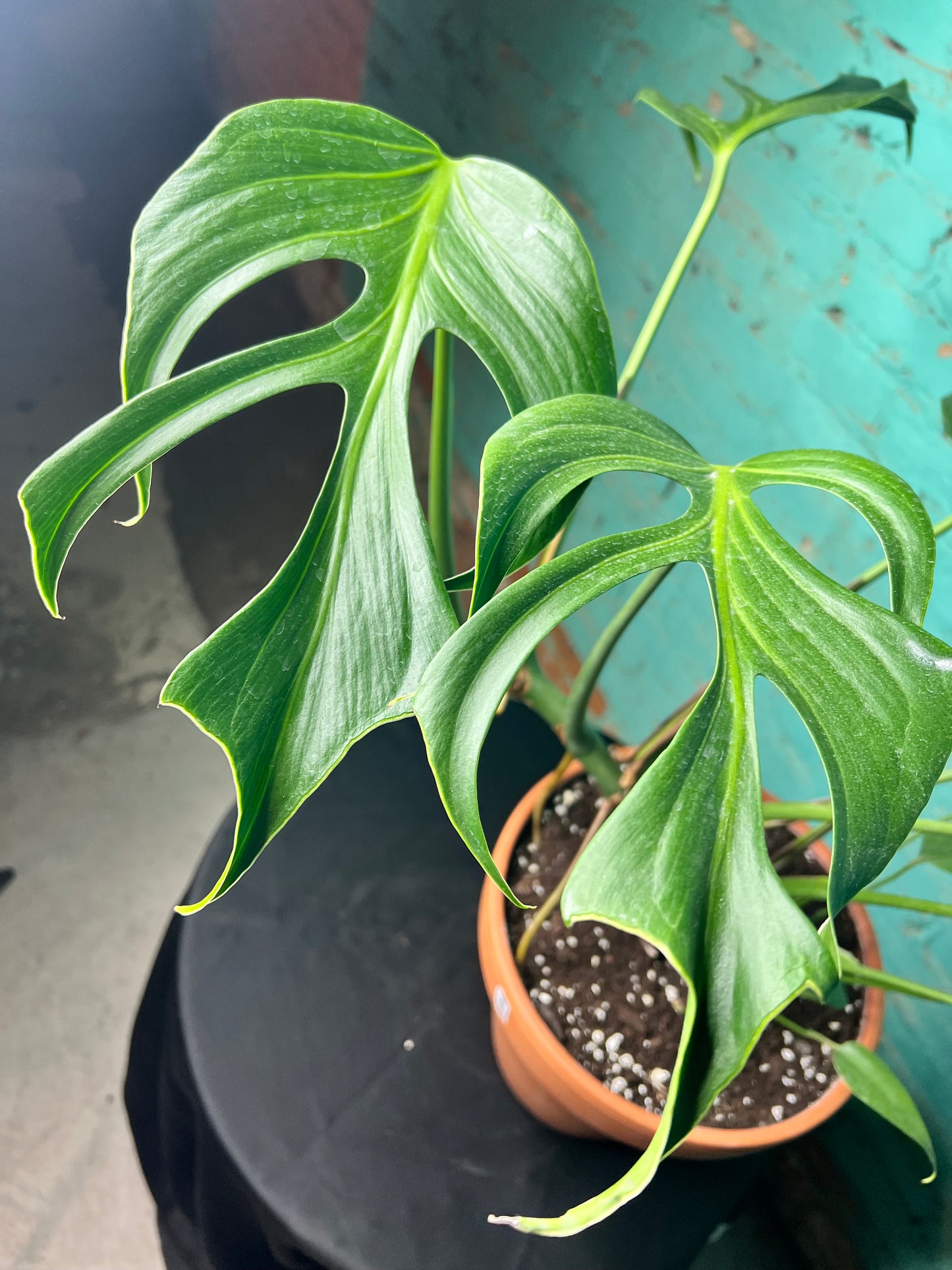 Monstera Burle Marx Flame -Clay