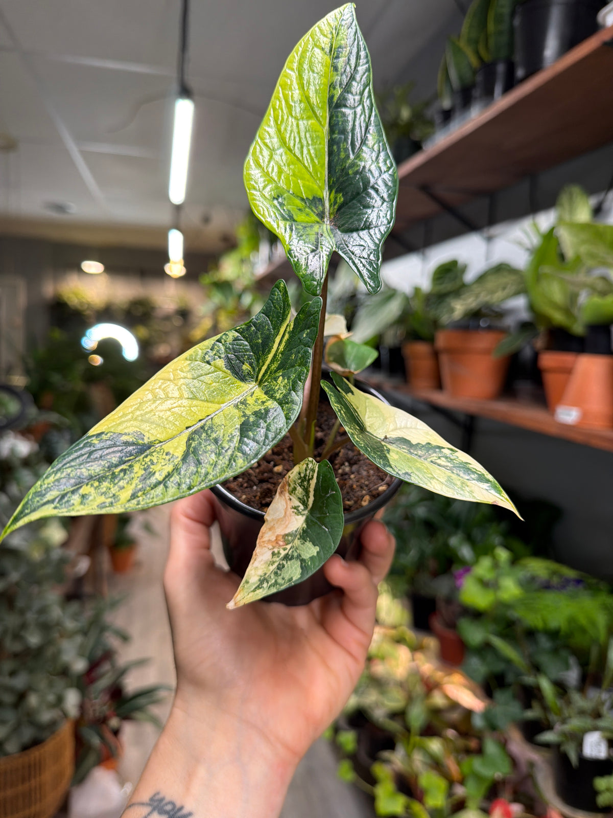 Alocasia Scalprum Aurea 4”