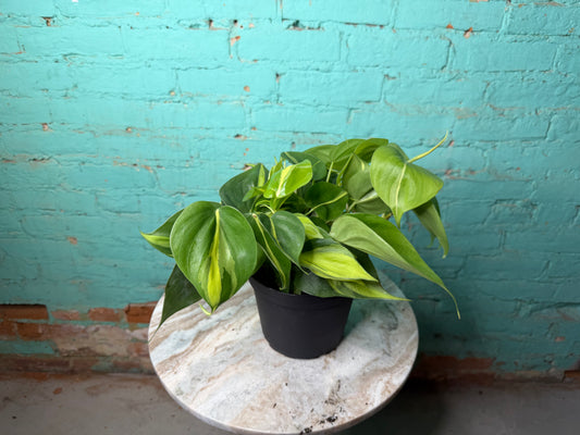 Philodendron Brasil 6”