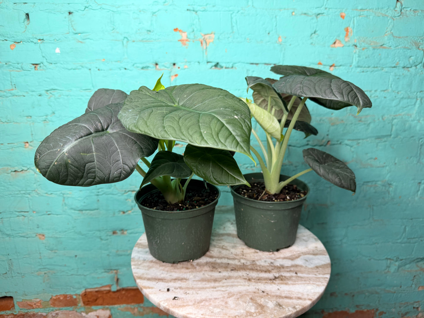 Alocasia Maharan 6” ‘Grey Dragon