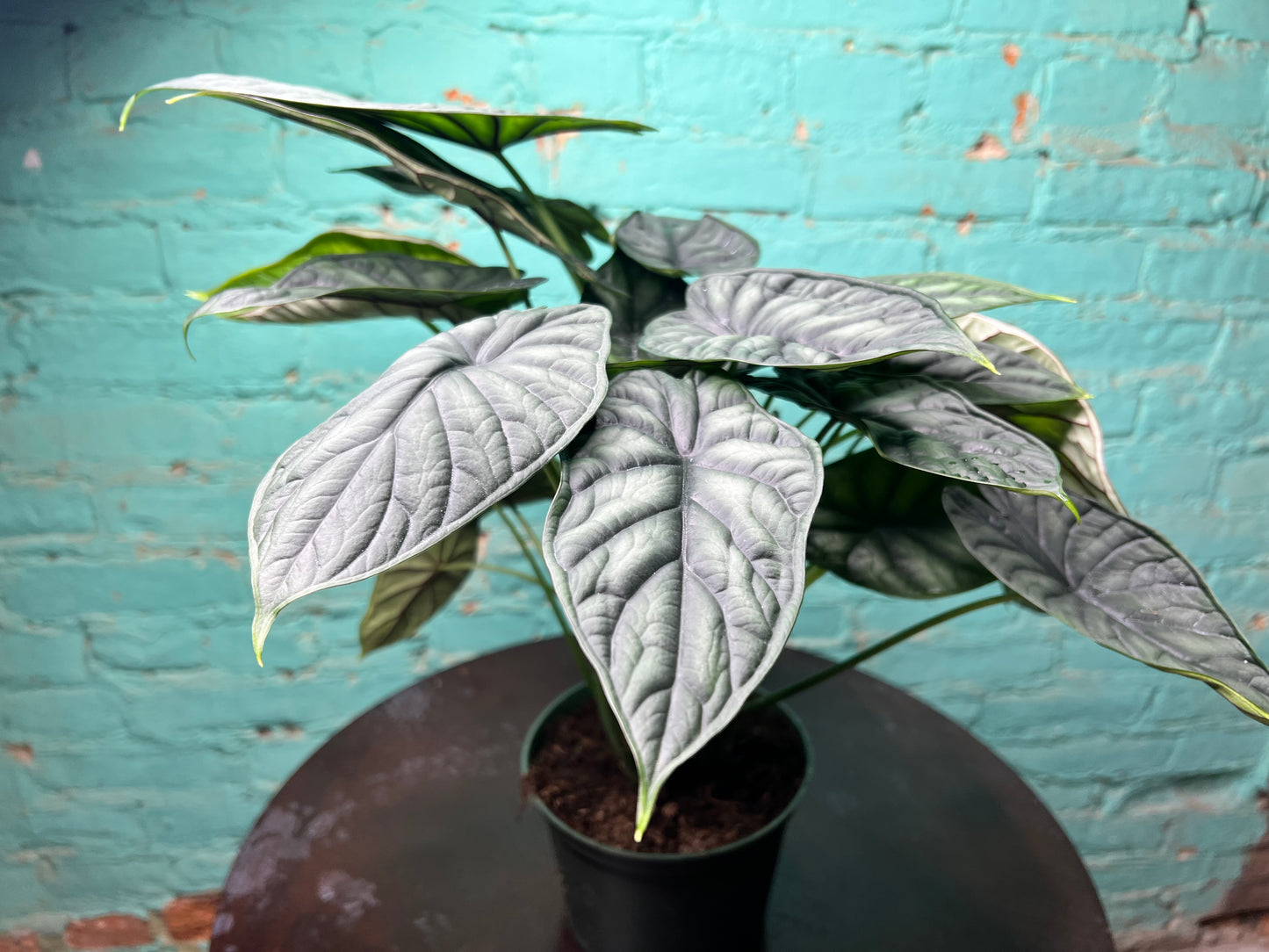 Alocasia Dragon Scale 6”