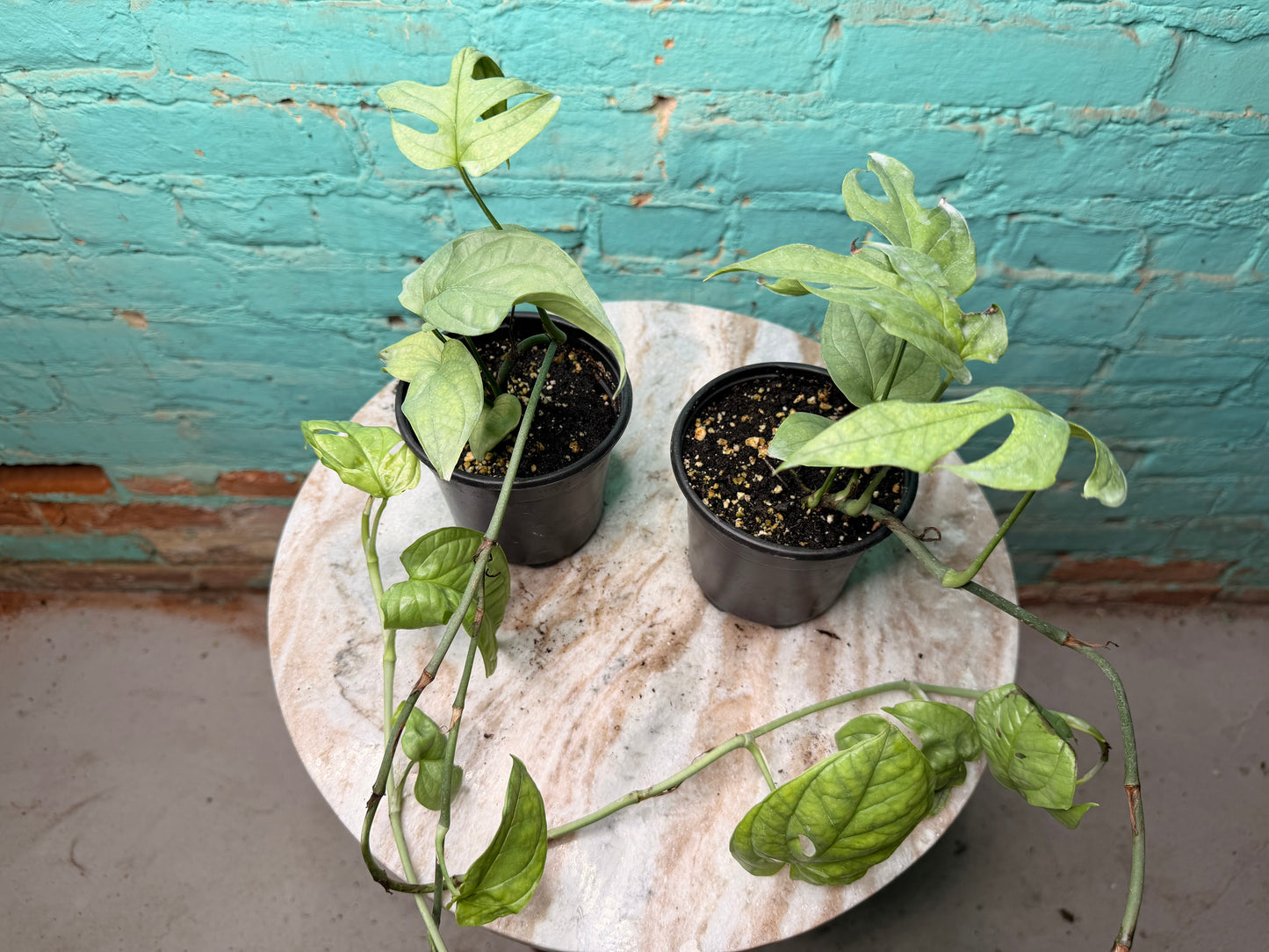 Amydrium Medium Silver 4” (“Monstera Spider-Man)