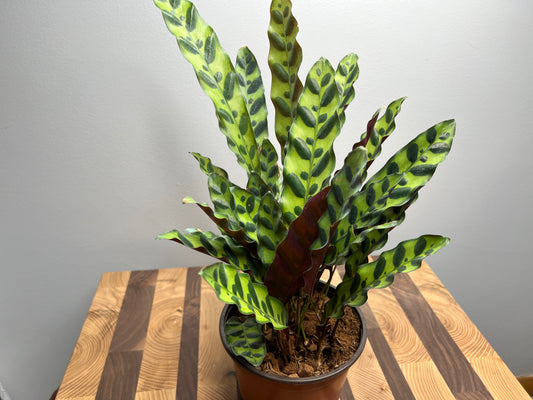 Rattle Snake calathea (6inch)