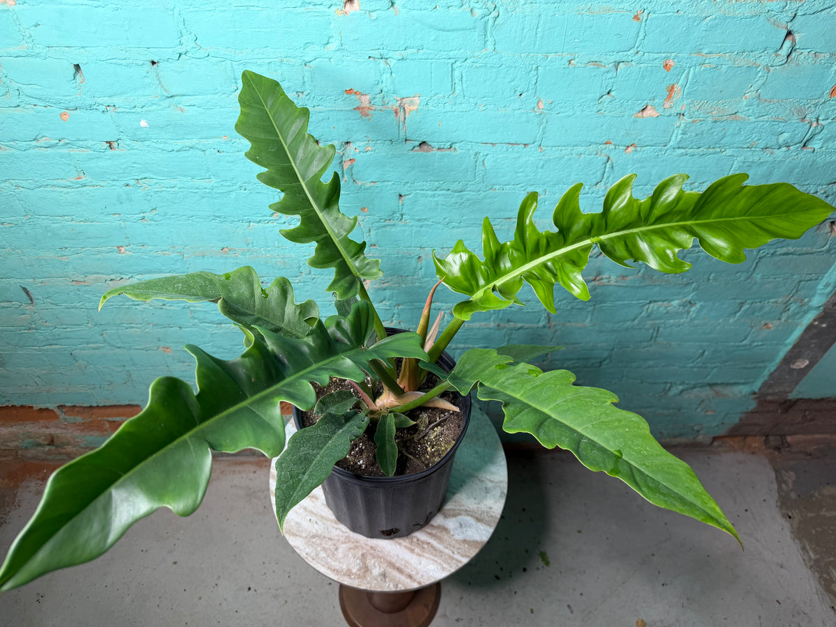 Philodendron Narrow 8”