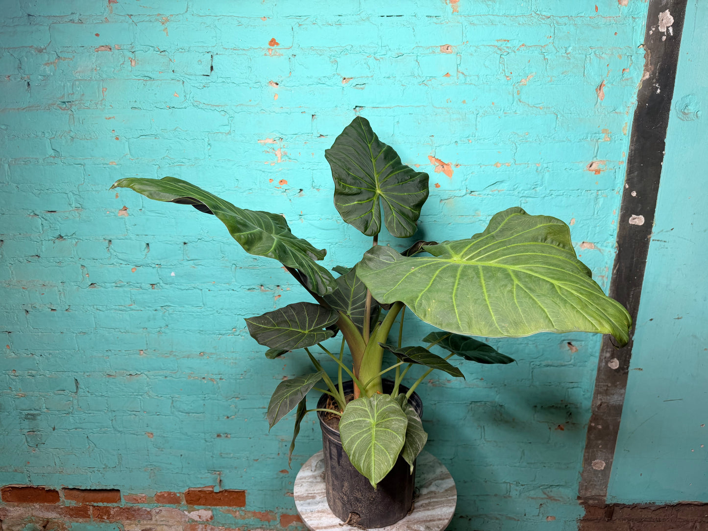 Alocasia Regal Shield 10”