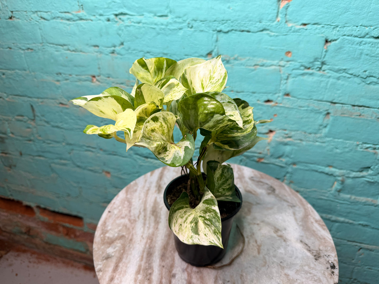 Manjula Pothos 4”
