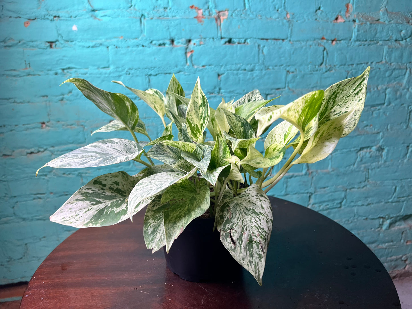 Snow Queen Pothos 6”