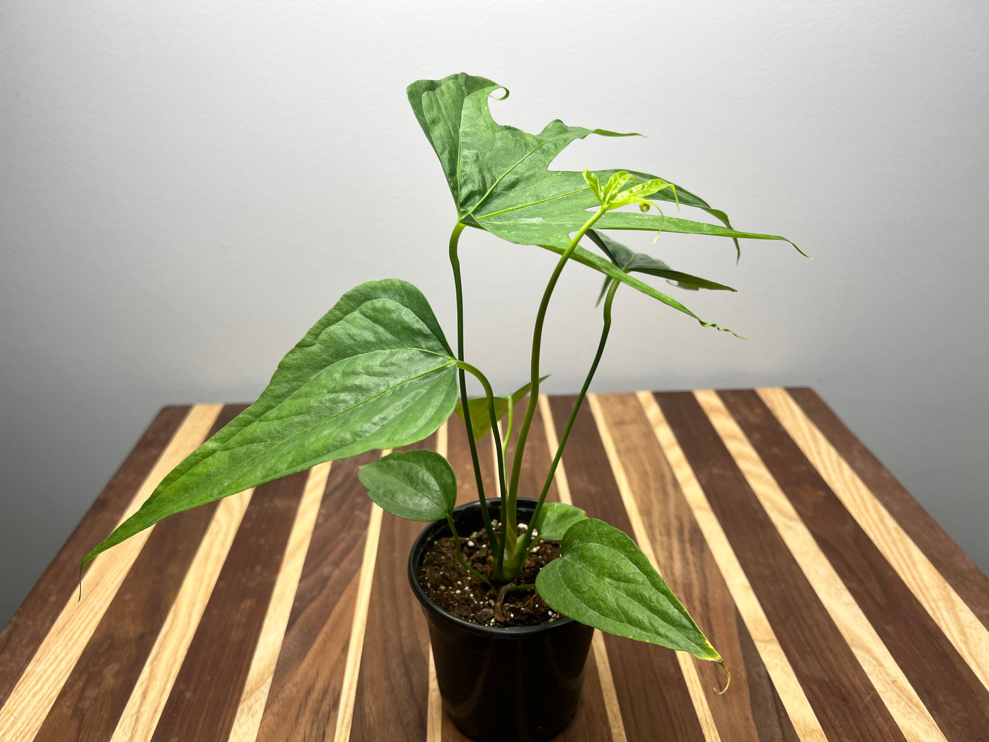 Anthurium Fingers