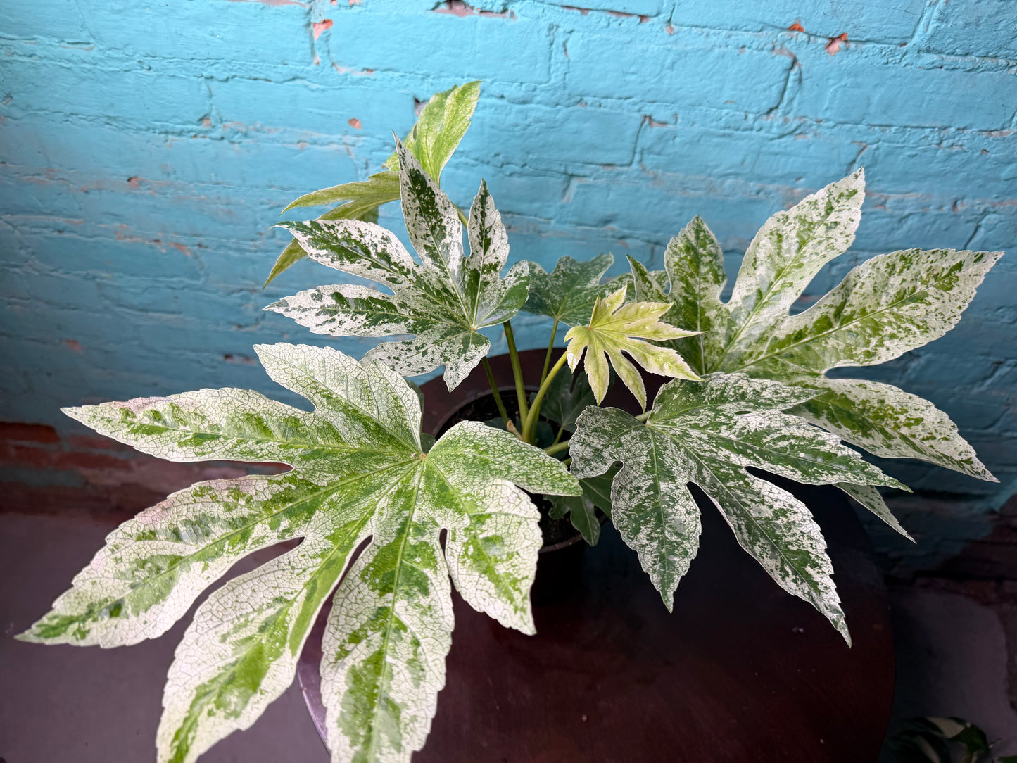 Fatsia Varegated 6”
