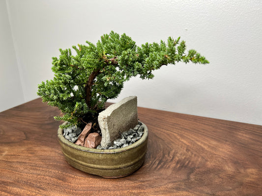 Bonsai tree 6” (2year)