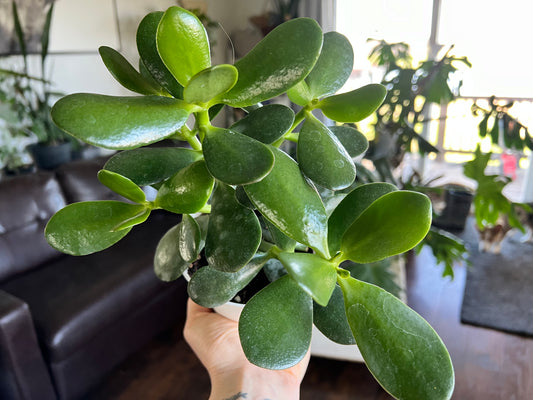 Jade (4 inch)