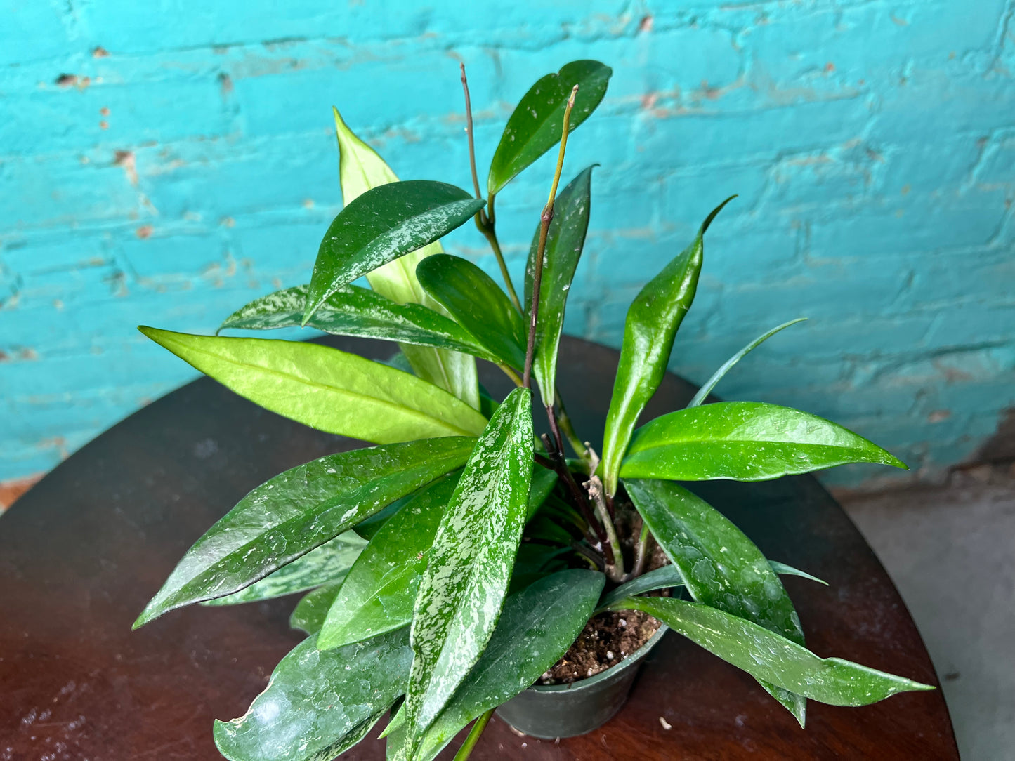 Hoya Silver Splash hybrid (Pubicalyx)