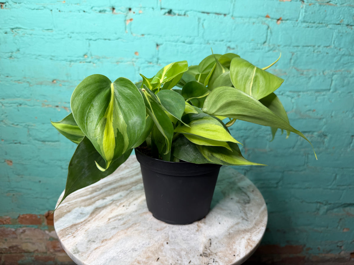 Philodendron Brasil 6”