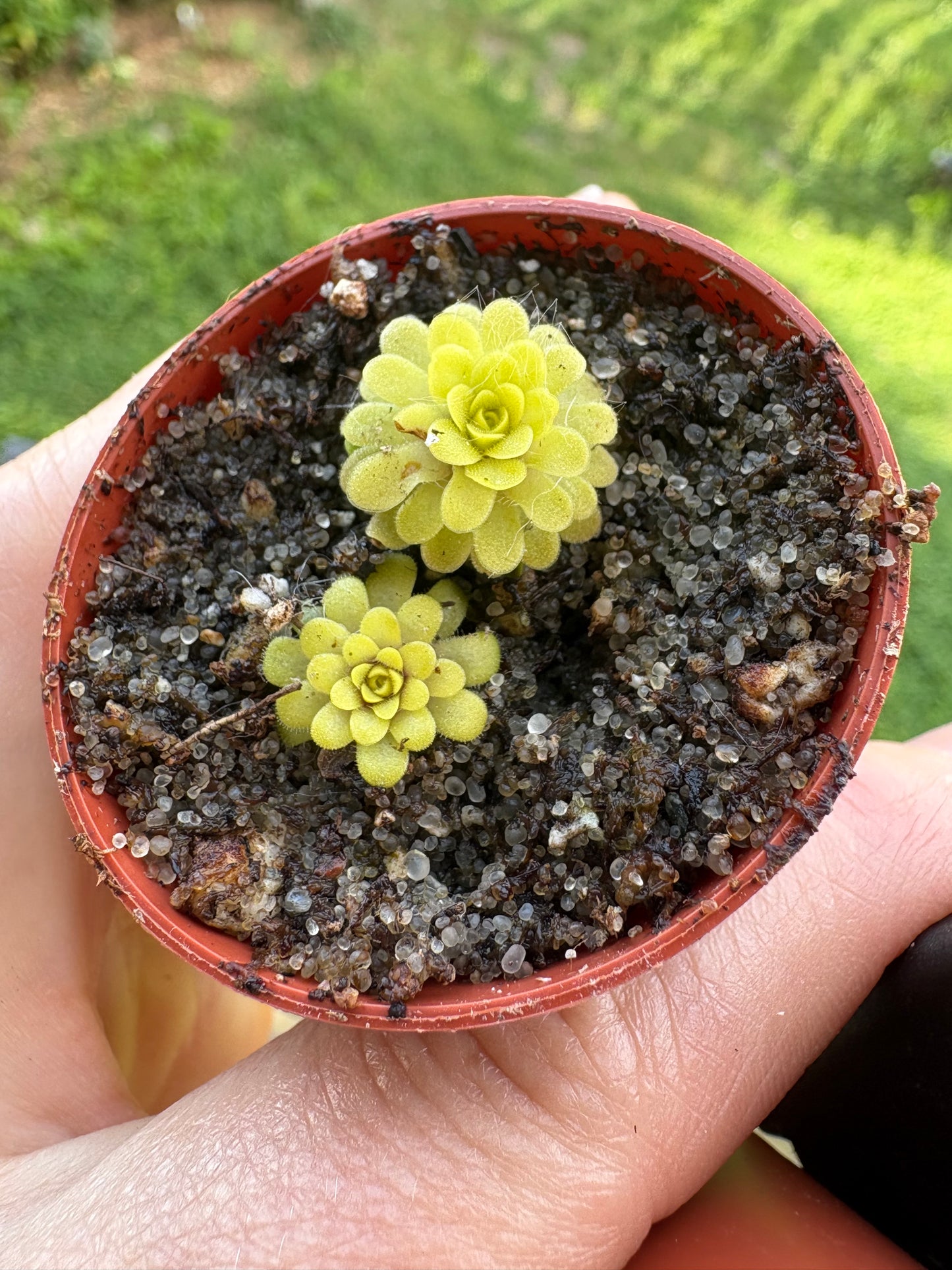Pinguicula ’ 1.5”