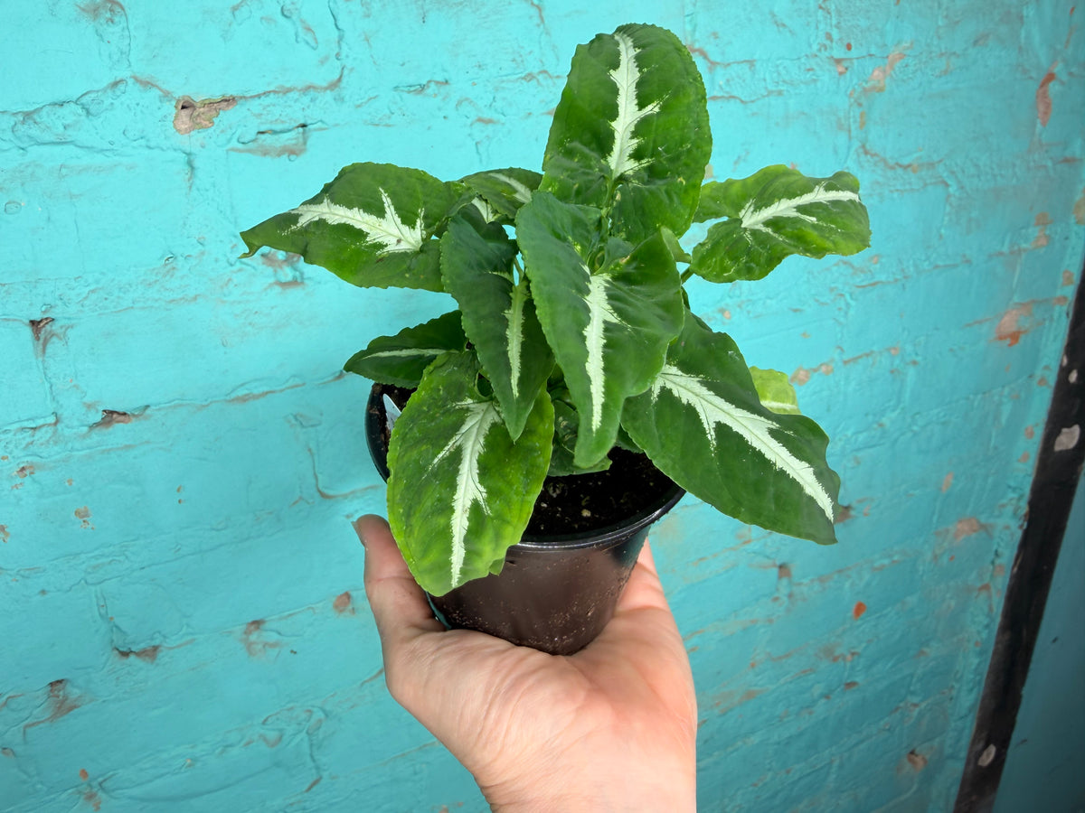 Syngonium-Wayettii 4”