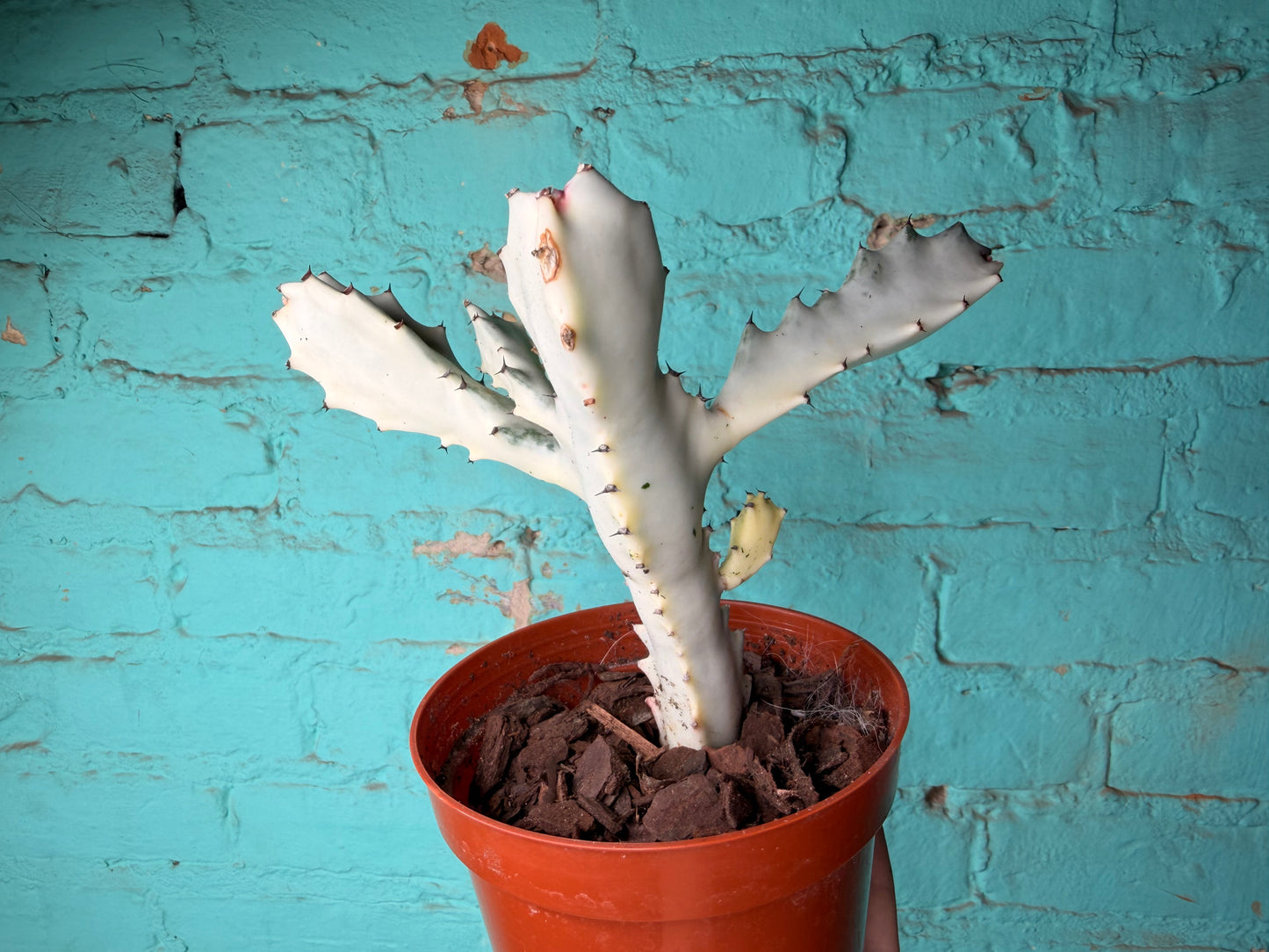 Euphorbia Trigonia Ghost 5”