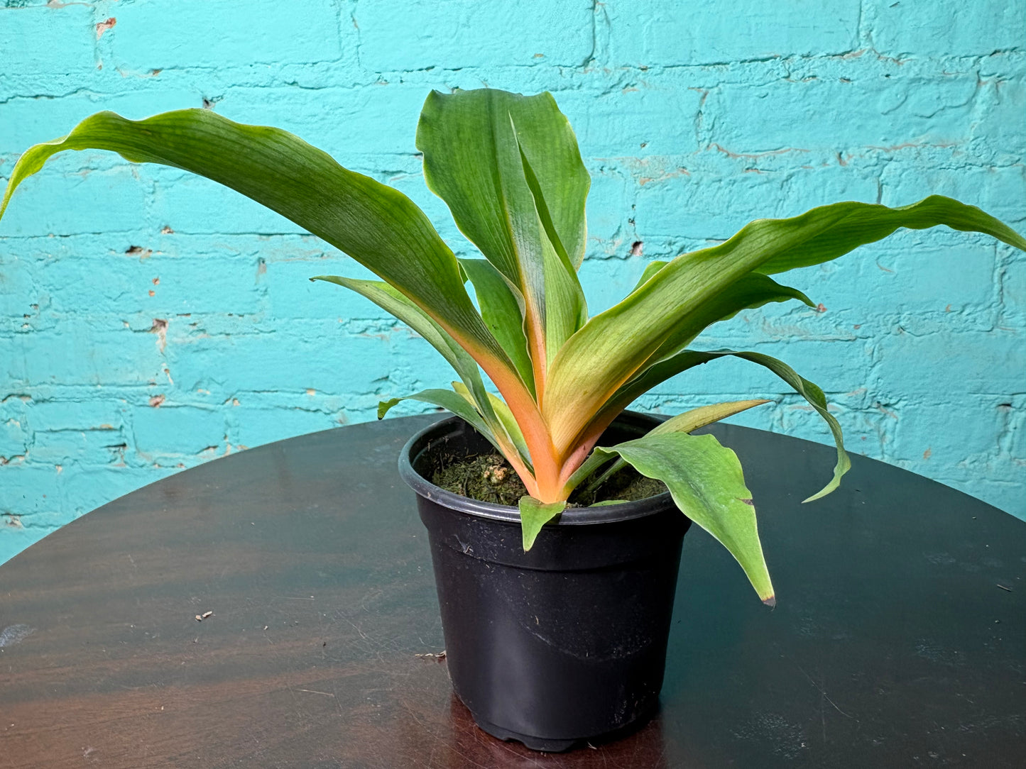 Chlorophytum Mandarin - Spider Plant 4”