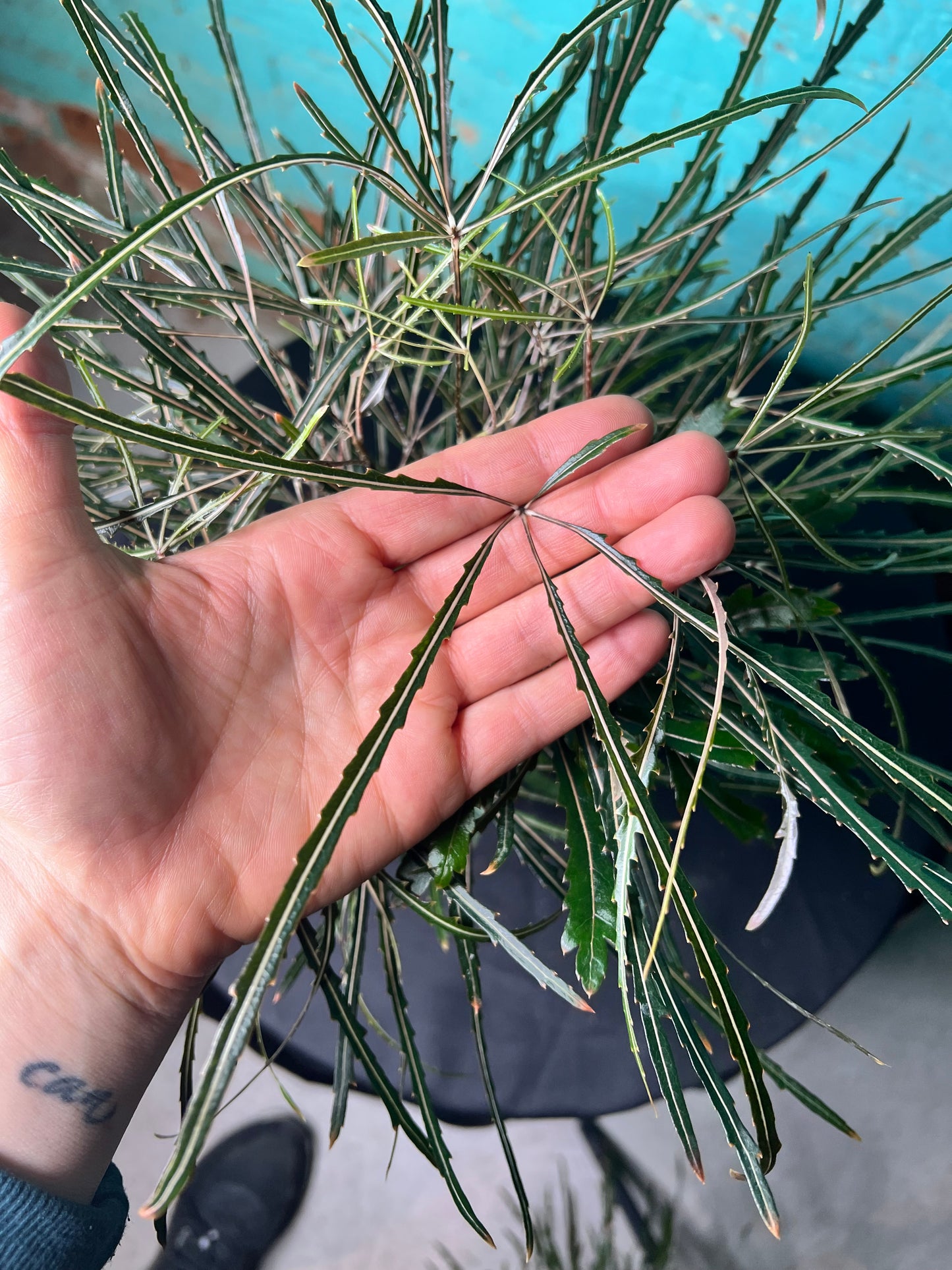 Aralia Elegantissima 6”