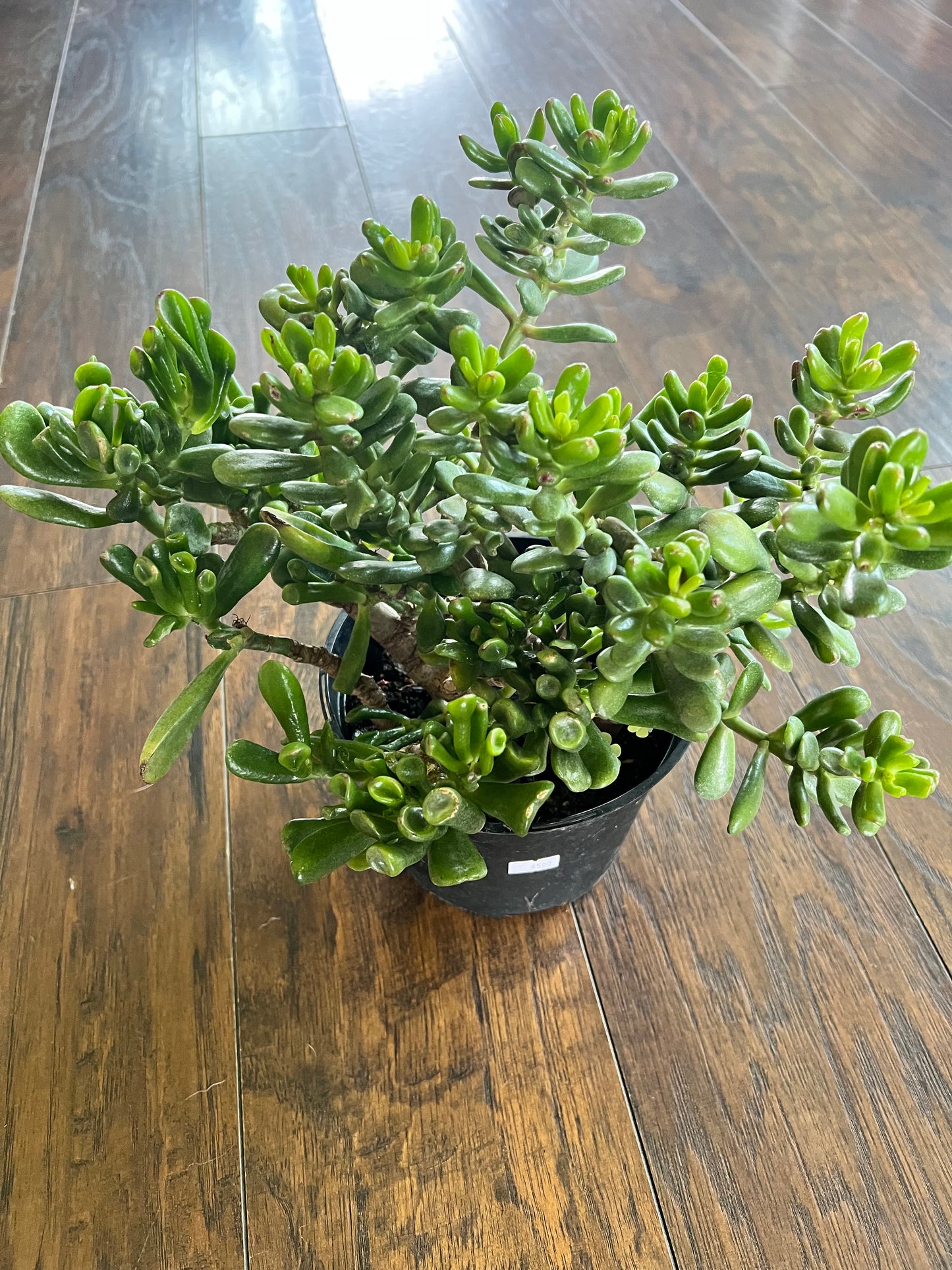 Jade 6”